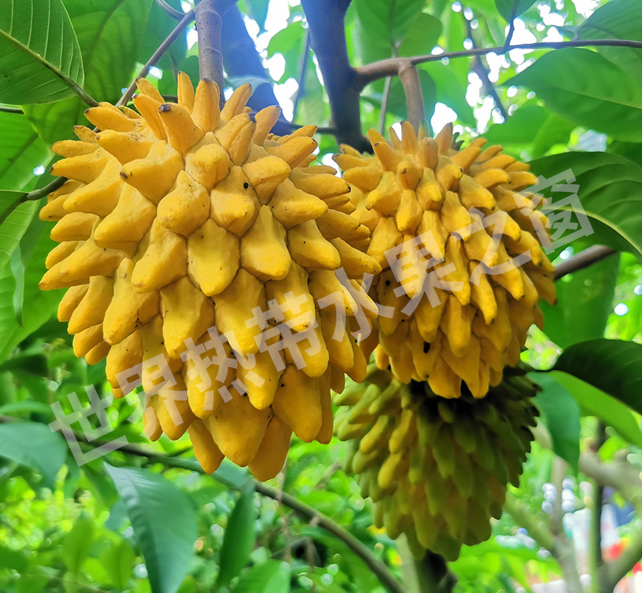 黄龙释迦示范区