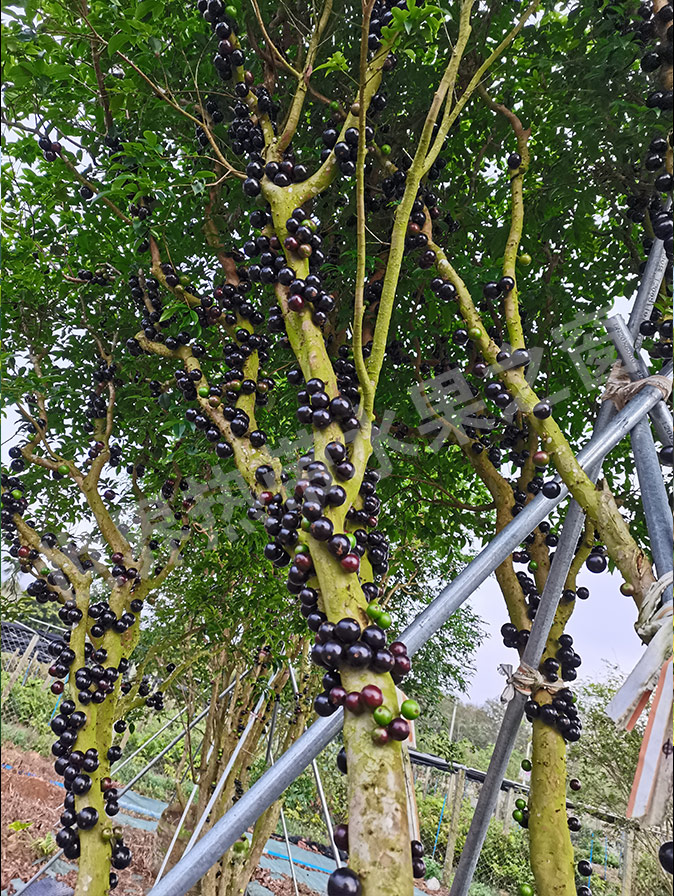 缤纷树葡萄王国