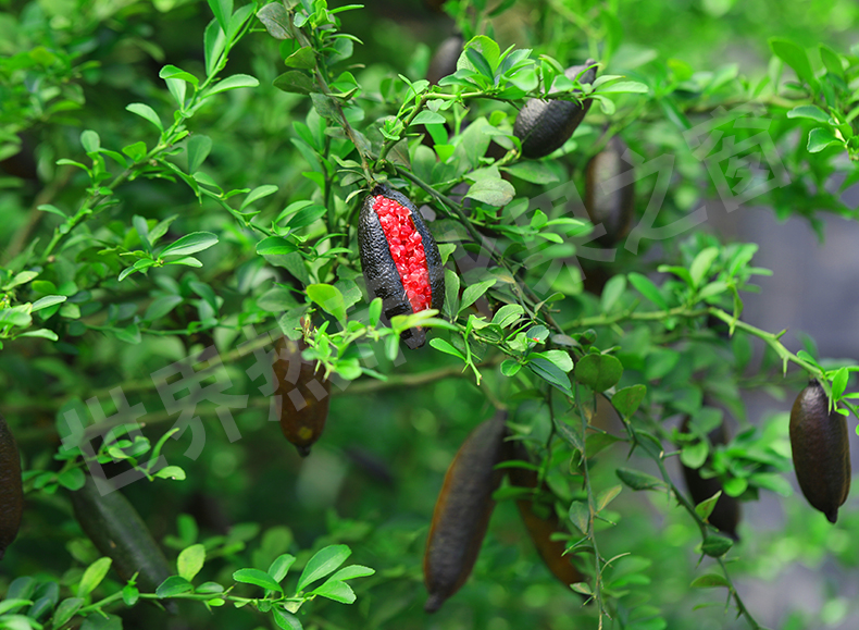 海南盛大农业“热果王手指柠檬”又上榜啦！连续五年荣登熊猫指南榜单！